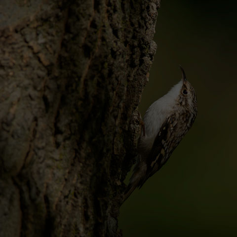 Brown Creeper