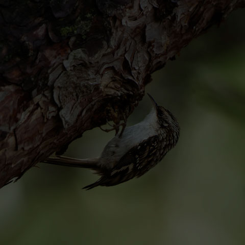 Brown Creeper
