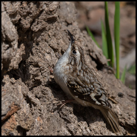 Brown Creeper
