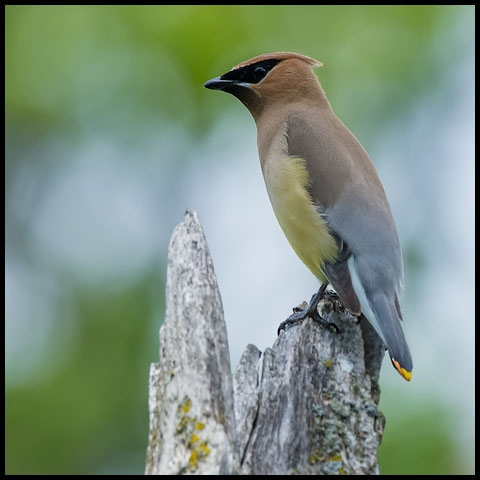 Cedar Waxwing