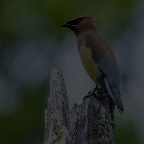 Cedar Waxwing