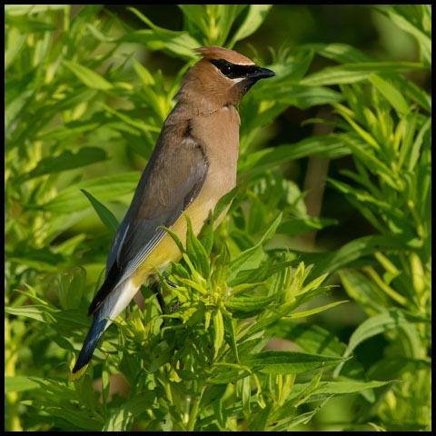 Cedar Waxwing