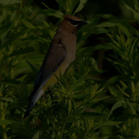Cedar Waxwing