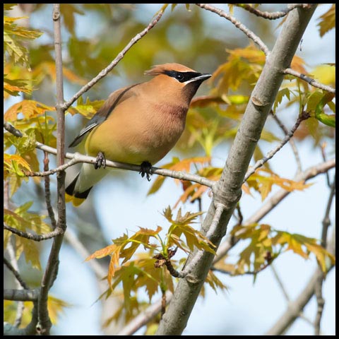 Cedar Waxwing