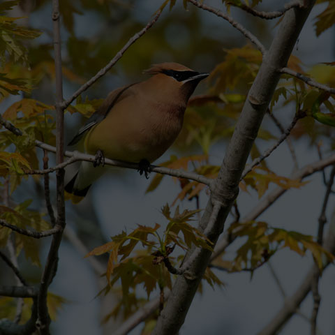 Cedar Waxwing
