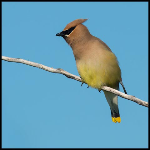 Cedar Waxwing