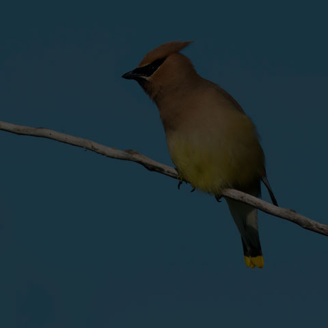 Cedar Waxwing