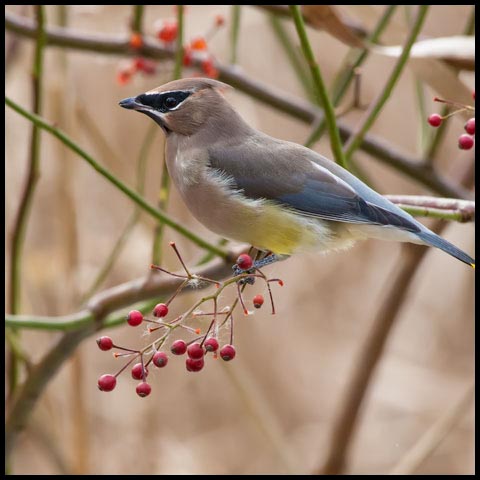 Cedar Waxwing