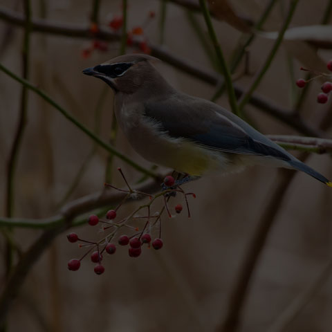 Cedar Waxwing
