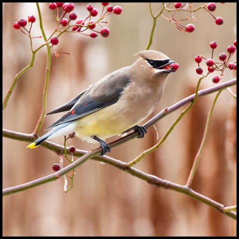Cedar Waxwing