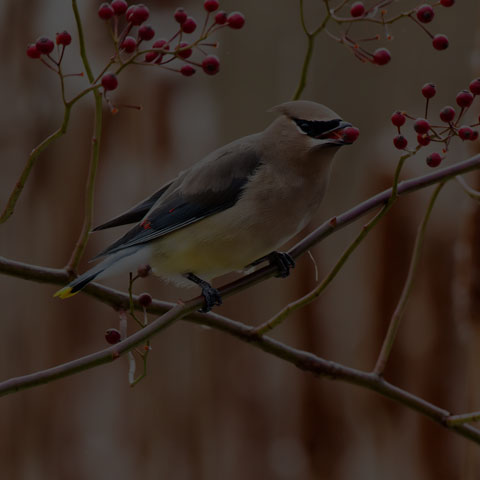 Cedar Waxwing