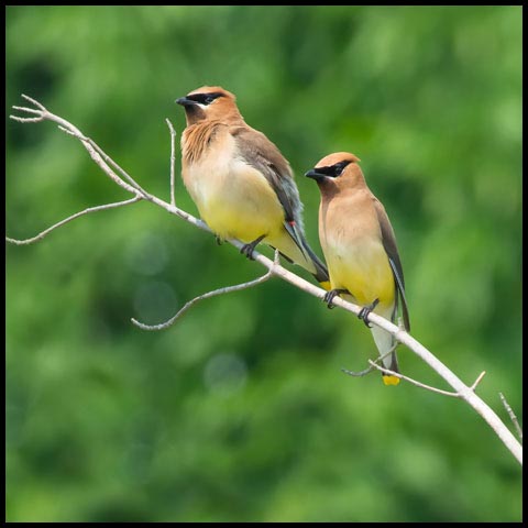 Cedar Waxwing