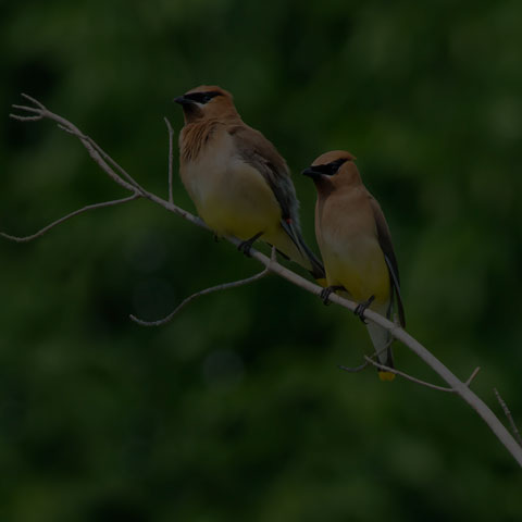 Cedar Waxwing