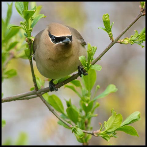 Cedar Waxwing
