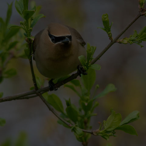 Cedar Waxwing