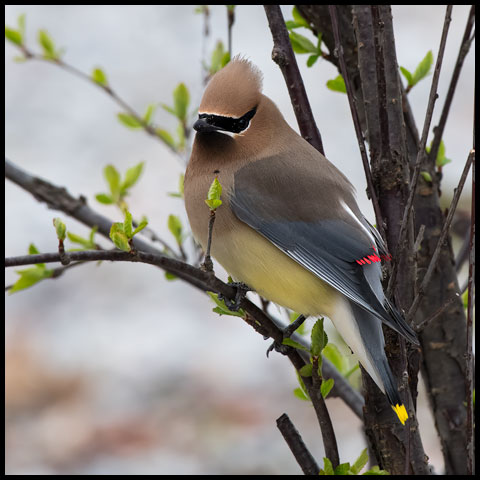 Cedar Waxwing