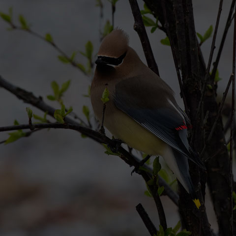 Cedar Waxwing