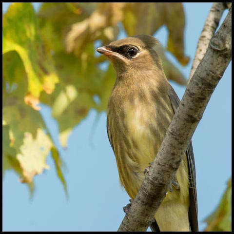 Cedar Waxwing
