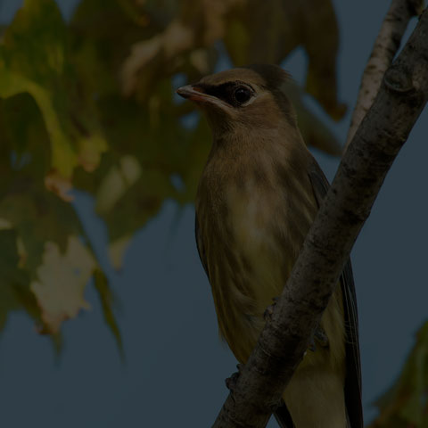 Cedar Waxwing