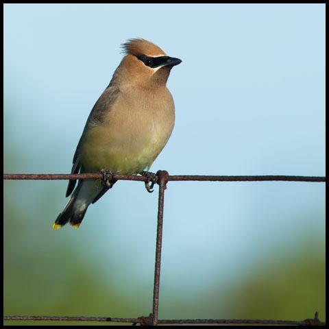 Cedar Waxwing