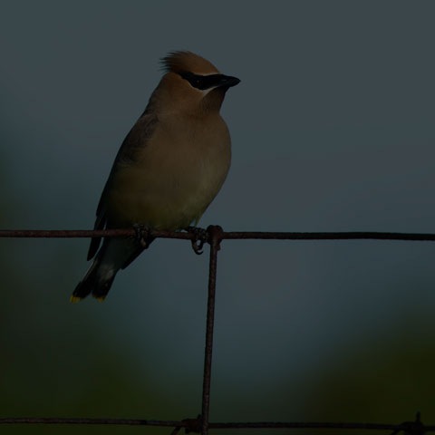Cedar Waxwing