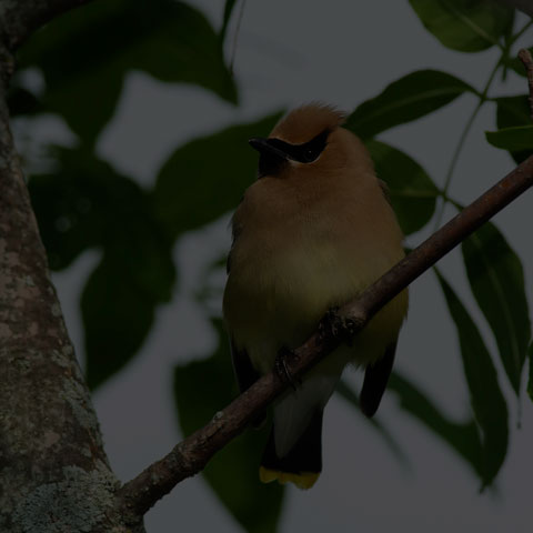 Cedar Waxwing