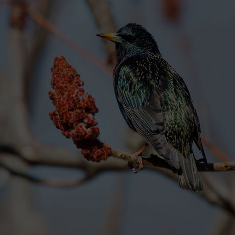 European Starling