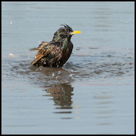 European Starling