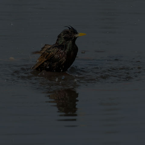 European Starling