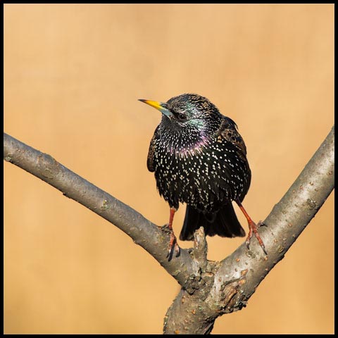 European Starling