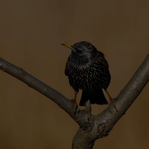 European Starling