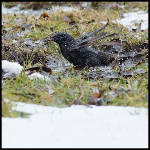 European Starling