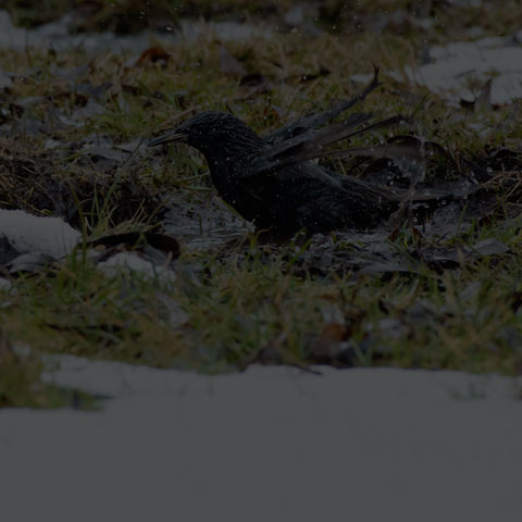 European Starling