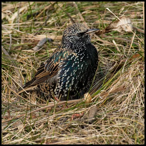 European Starling