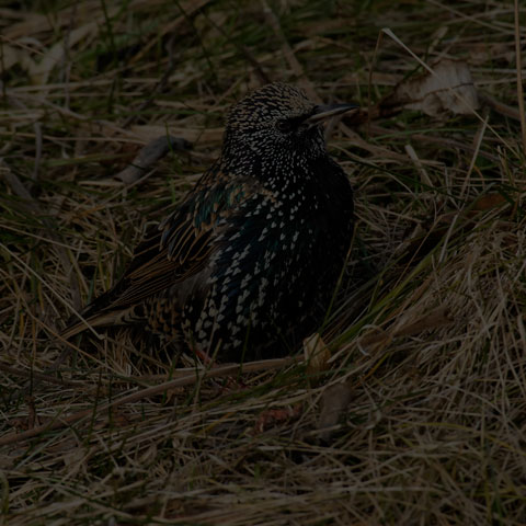 European Starling