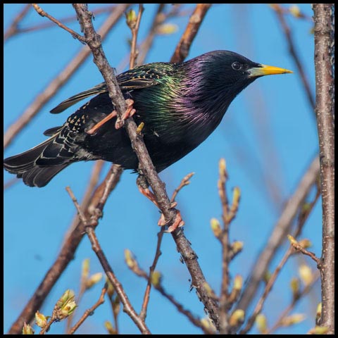 European Starling