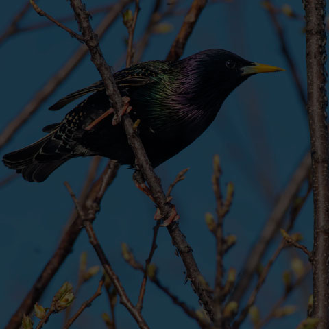 European Starling