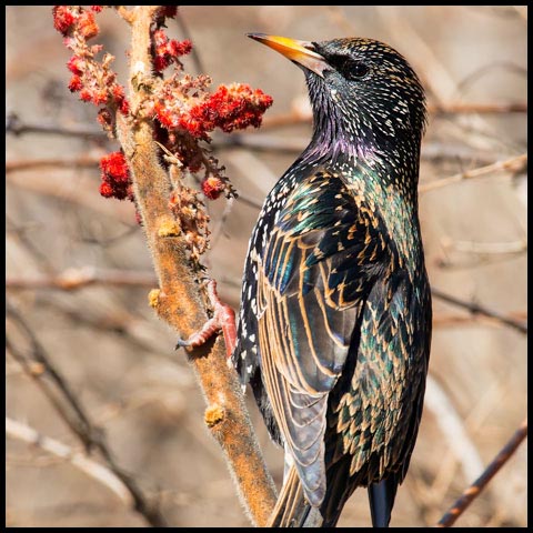 European Starling