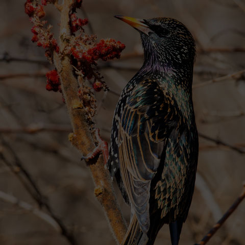 European Starling
