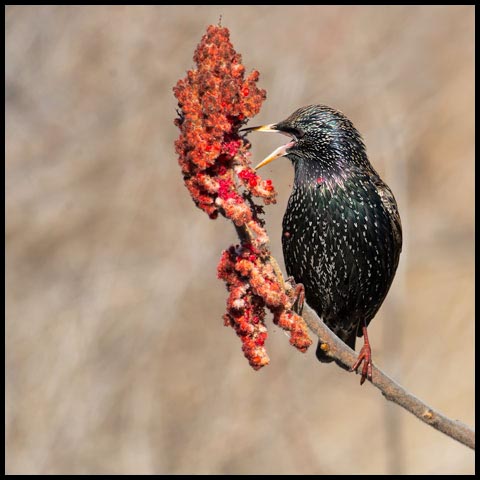 European Starling