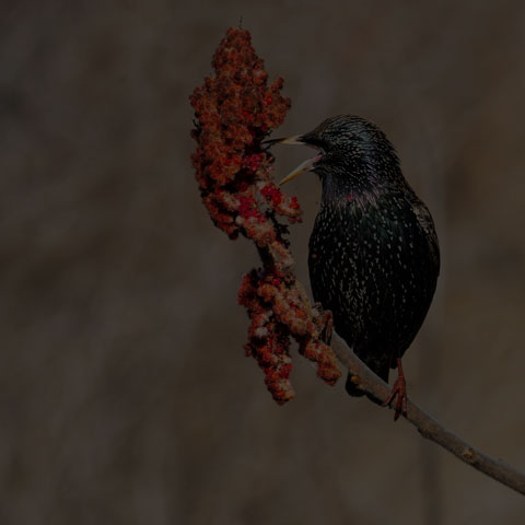 European Starling