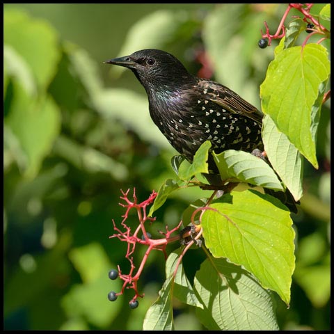 European Starling
