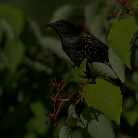 European Starling