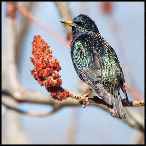 European Starling