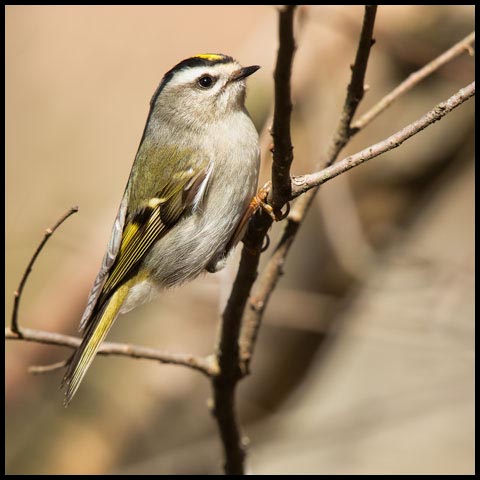 Golden-crowned Kinglet