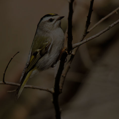 Golden-crowned Kinglet