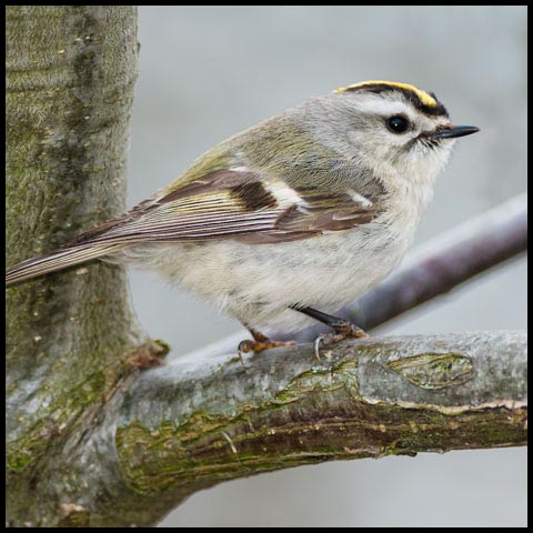 Golden-crowned Kinglet