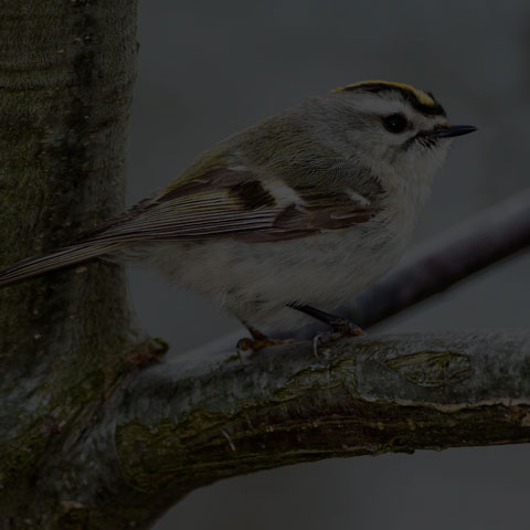 Golden-crowned Kinglet