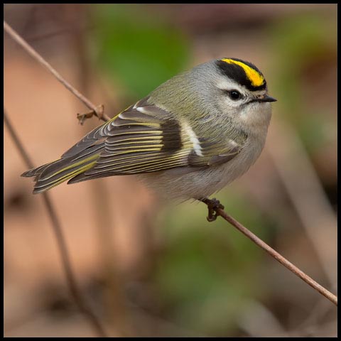 Golden-crowned Kinglet