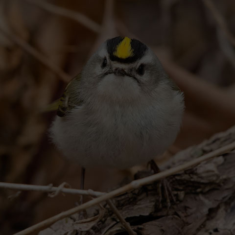 Golden-crowned Kinglet